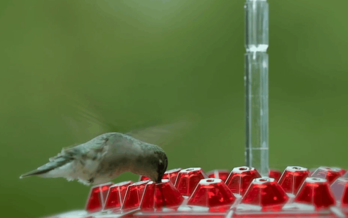 Hanging Hummingbird Feeder with Bee-Resistant Ports and 30 Feeding  Spots