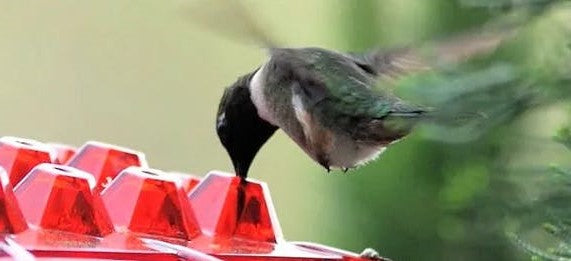 Hanging Hummingbird Feeder with Bee-Resistant Ports and 30 Feeding  Spots