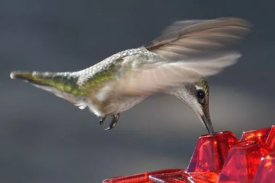 Hanging Hummingbird Feeder with Bee-Resistant Ports and 30 Feeding  Spots