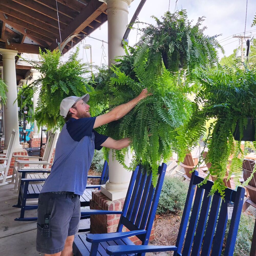 Artificial Boston Fern Bundle 18 Pack with UV Protection and Water  Shedding
