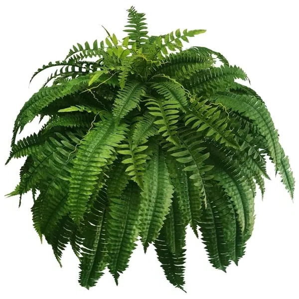 Artificial Boston Fern Bundle 18 Pack with UV Protection and Water  Shedding