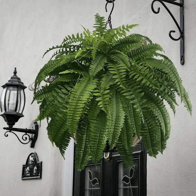 Artificial Boston Fern Bundle 18 Pack with UV Protection and Water  Shedding